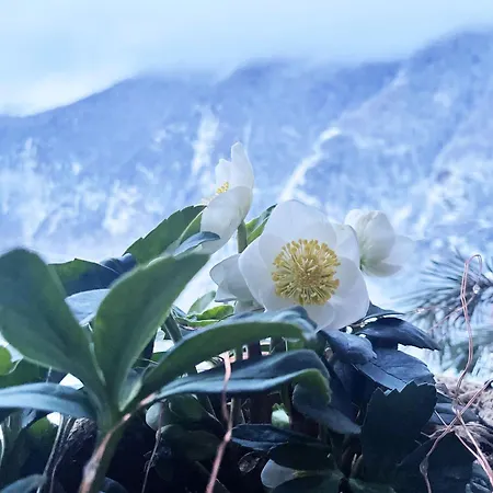 Il Ramo Del Gufo - La Maison * Bardonecchia